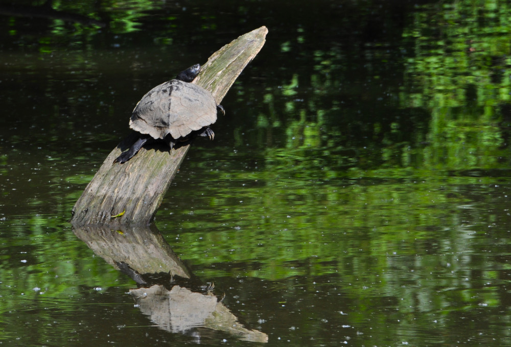 Sumpfschildkröte 02