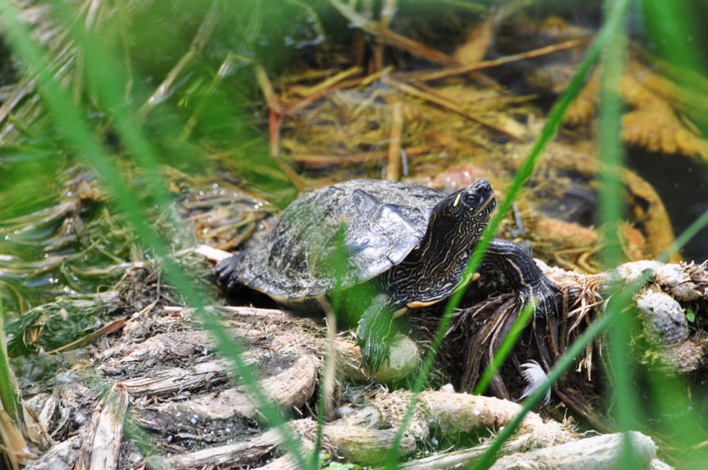 Sumpfschildkröte 02