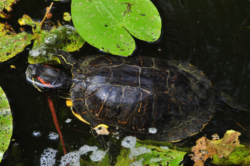 Sumpfschildkröte 08