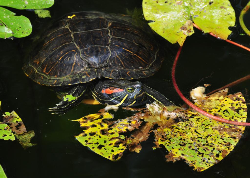 Sumpfschildkröte 10