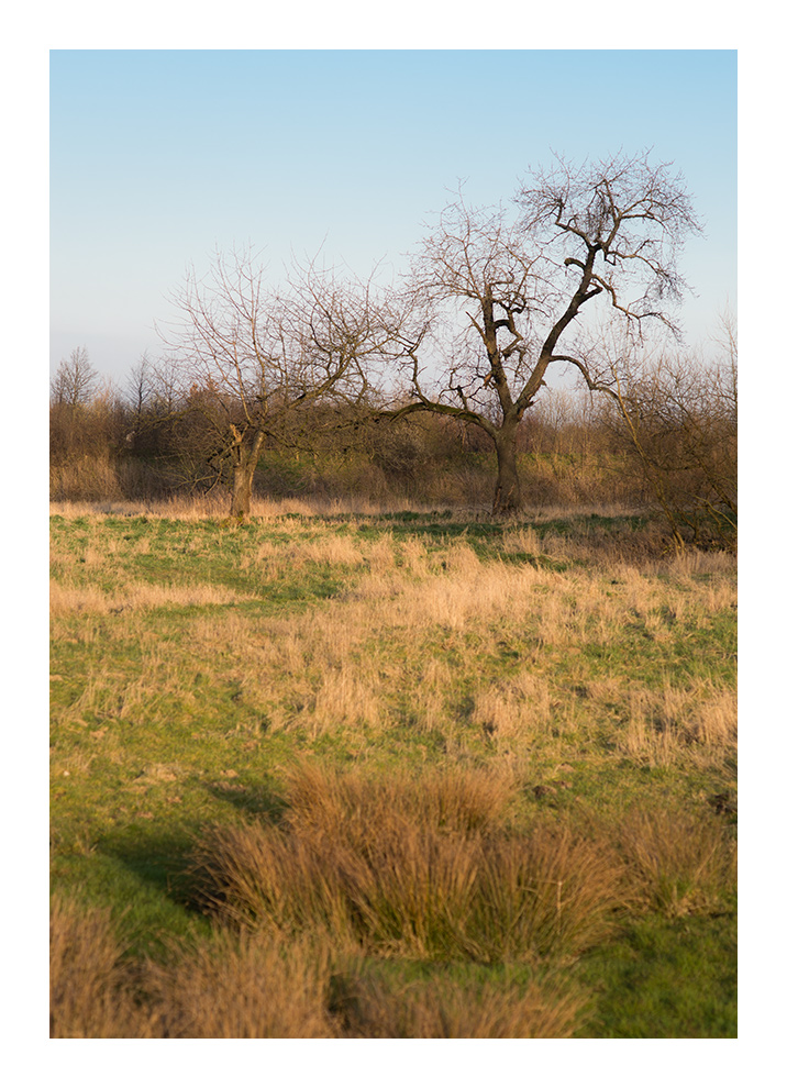 sun and trees