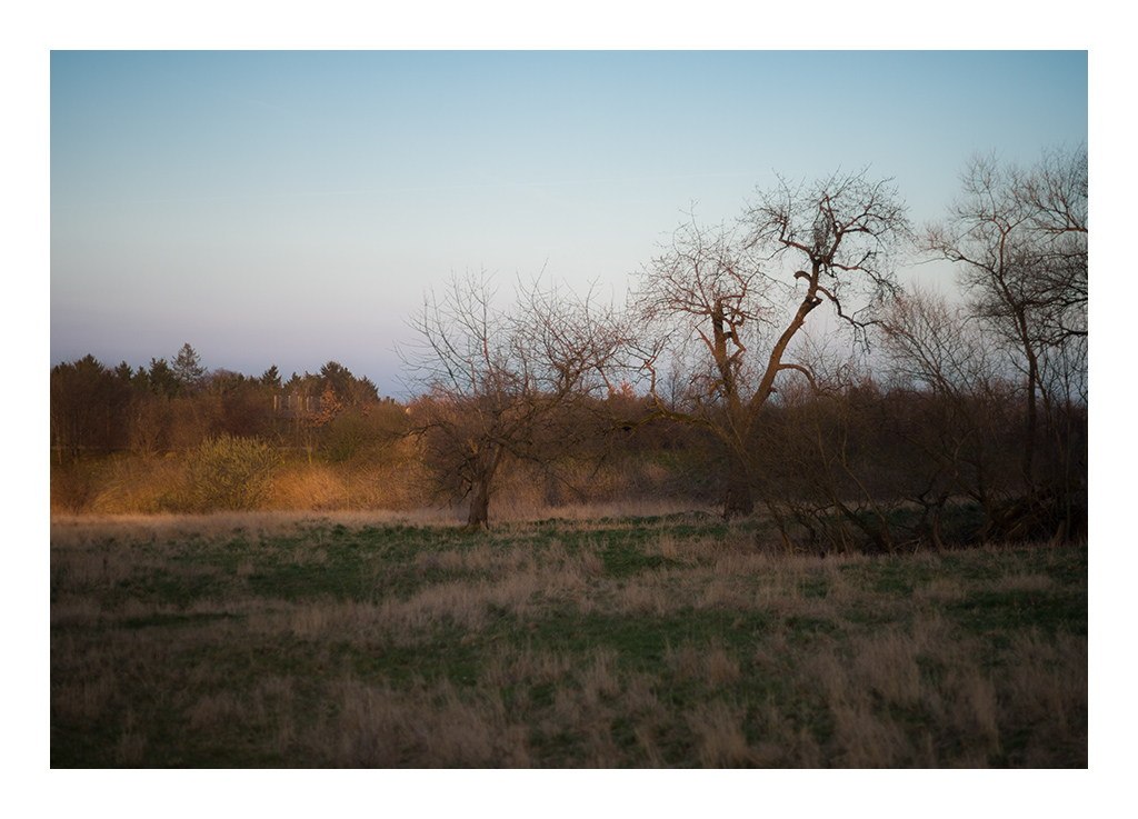 sun and trees2