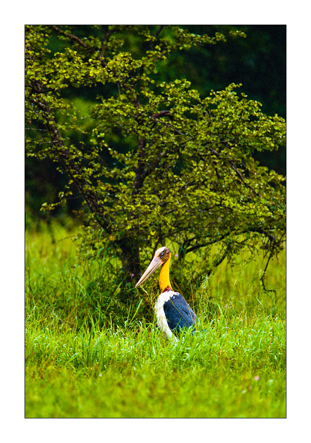 Sunda-Marabu (Leptoptilos javanicus)