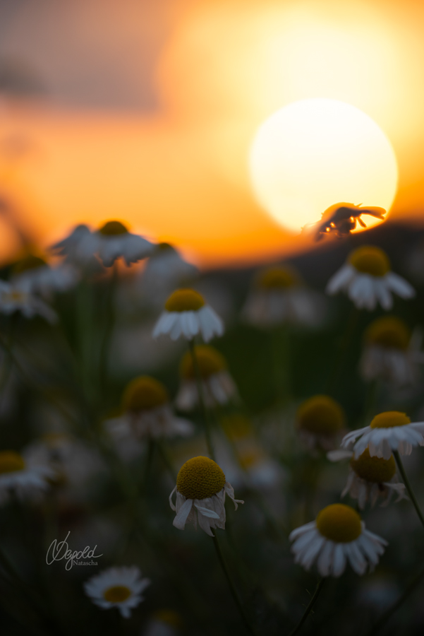 sundown