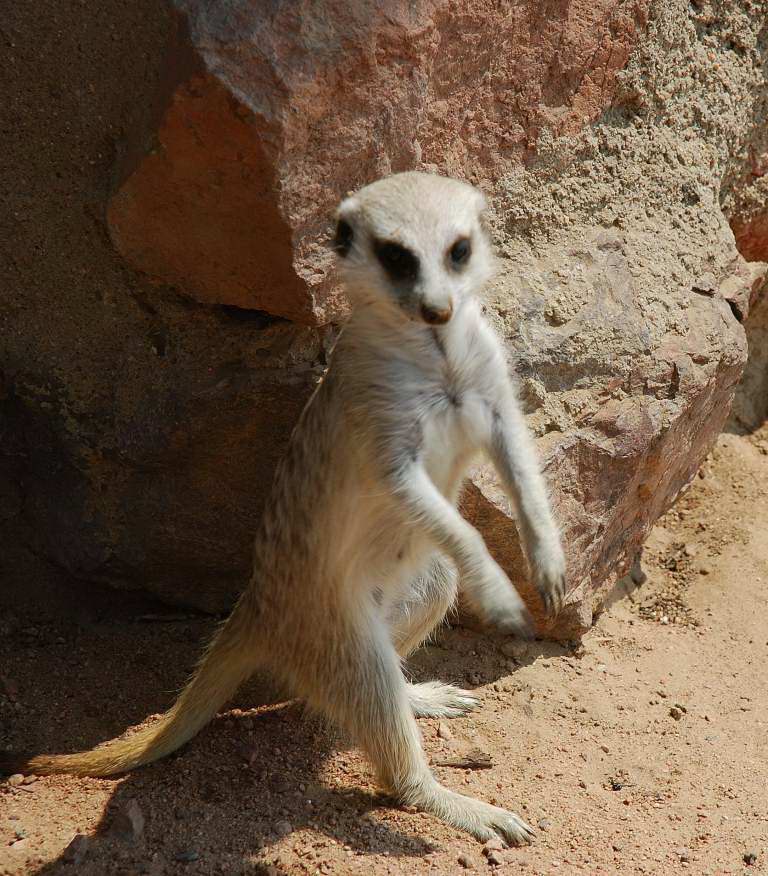 suricate