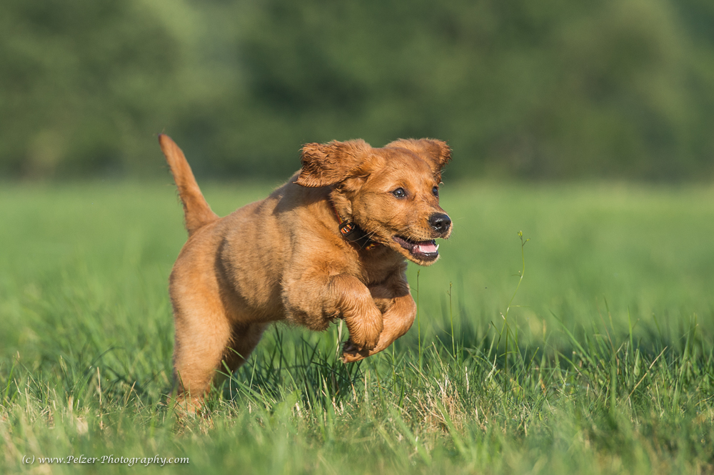 Svea, Golden Retriever, 9 Wochen, 21Aug2015