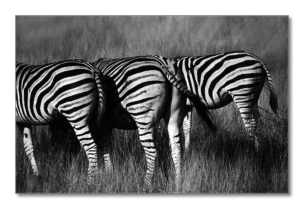 sw 3Zebras