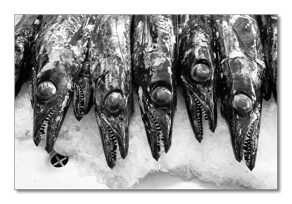 sw Degenfisch