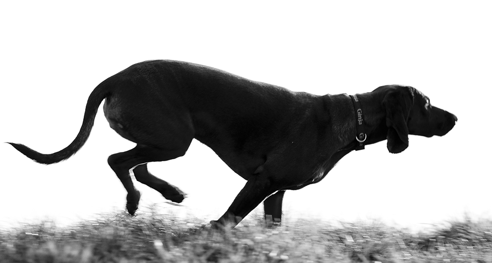 sw gegenlicht hund