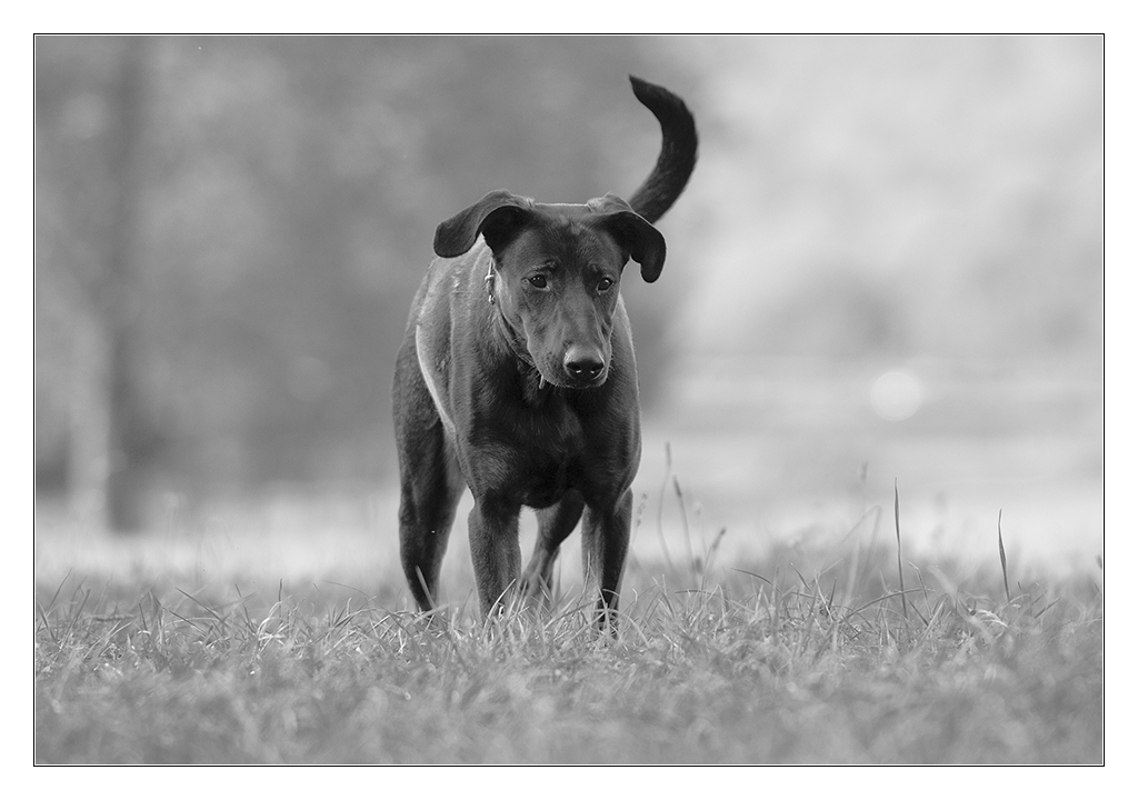 sw Hund