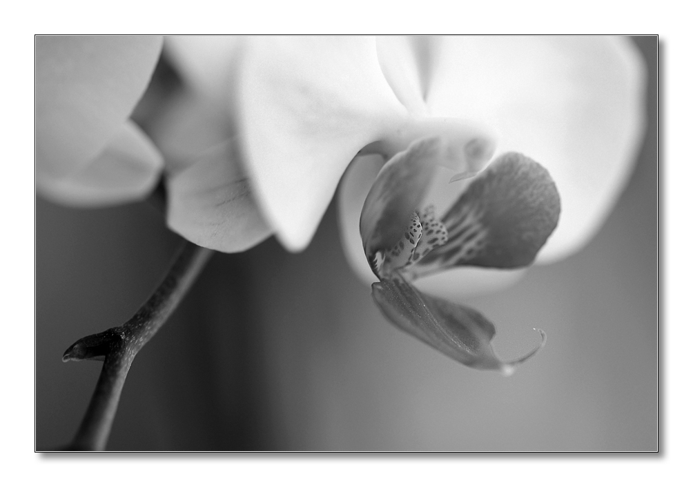 sw orchidee3