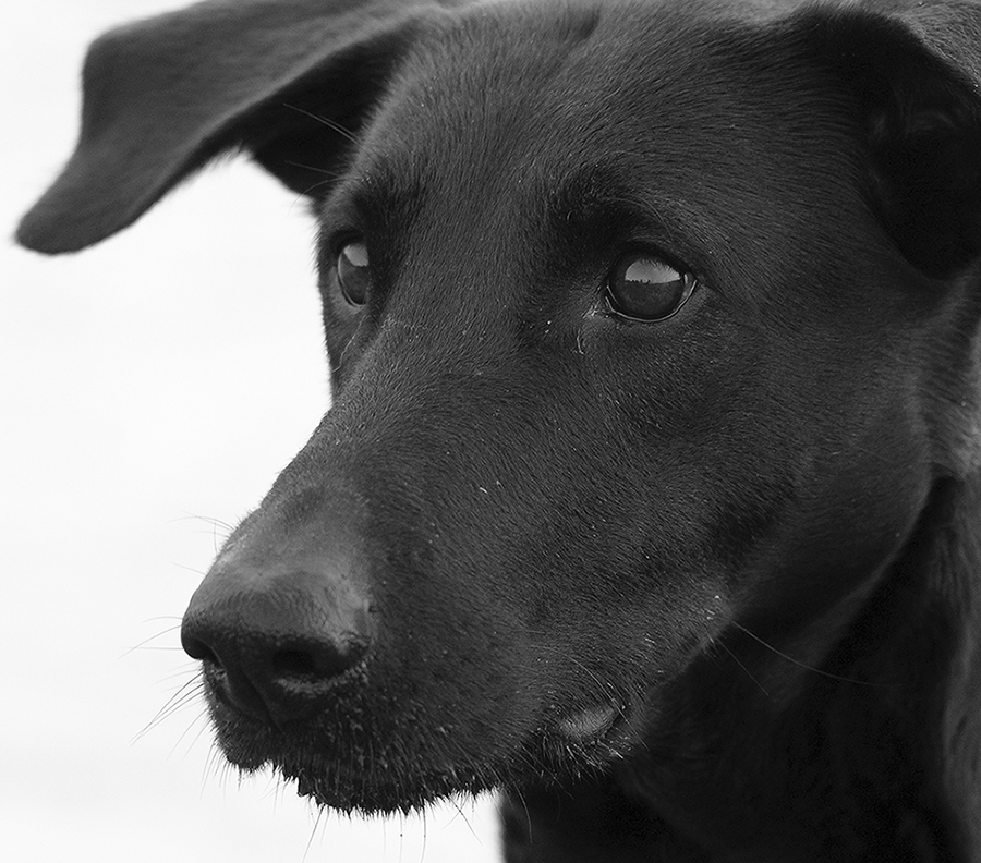 SW Portrait von Lupa