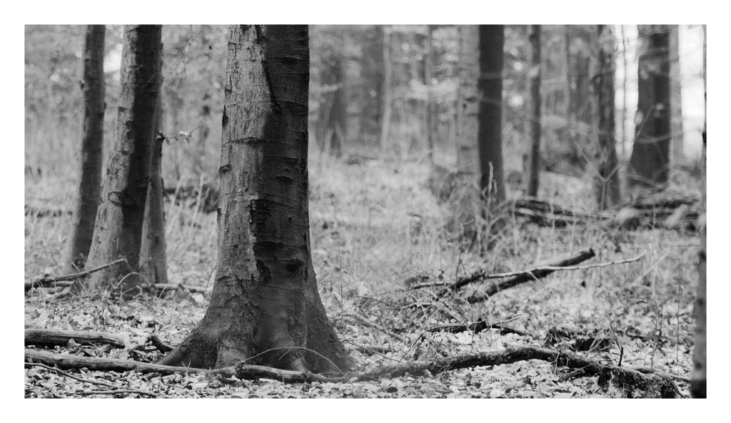 SW Wald 1