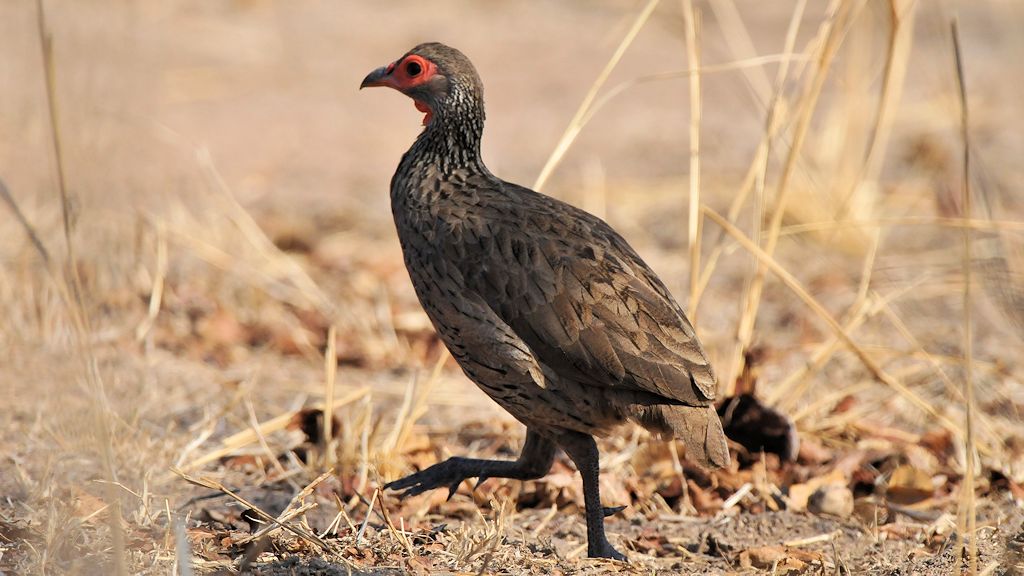 Swainson Frankolin
(Swainson's Francolin)
9850