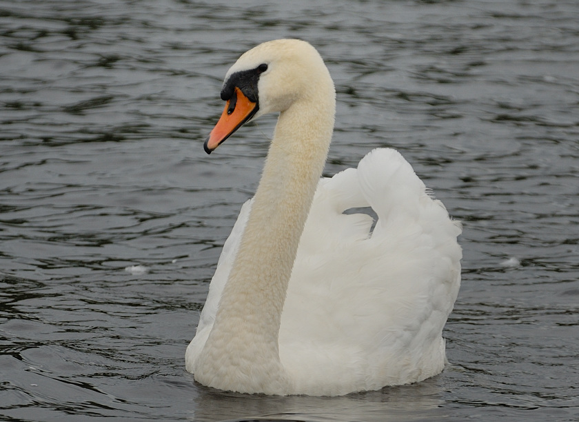 Swan 1