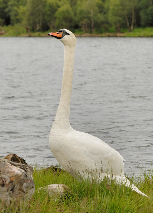 Swan 2