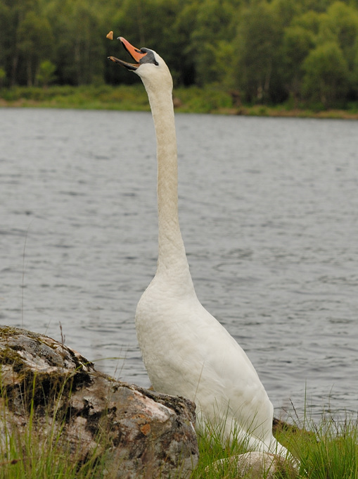 Swan 3