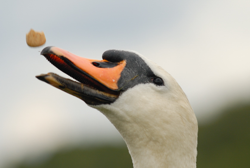 Swan 4