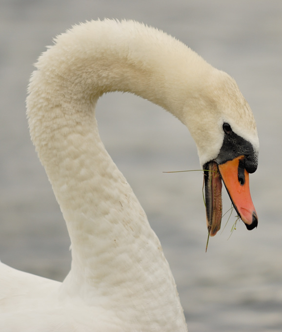 Swan 5