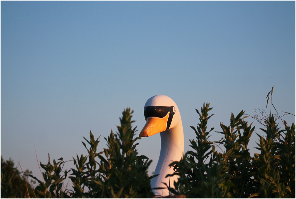 swan