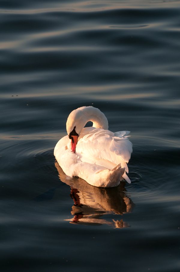 swan1