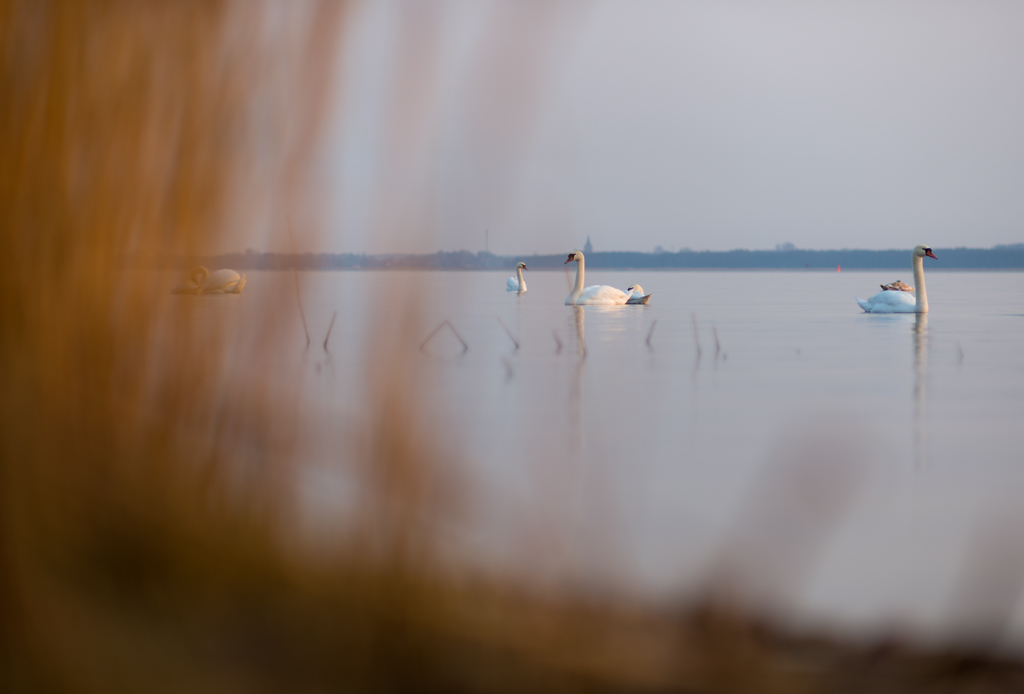 swans