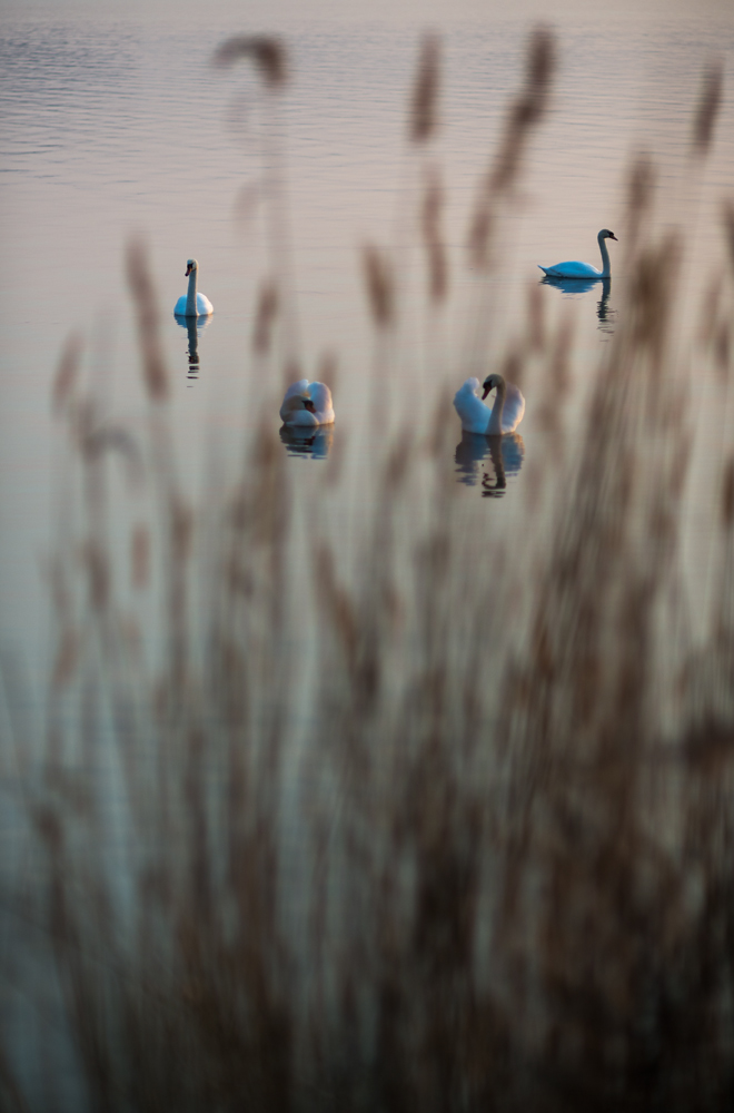 swans1