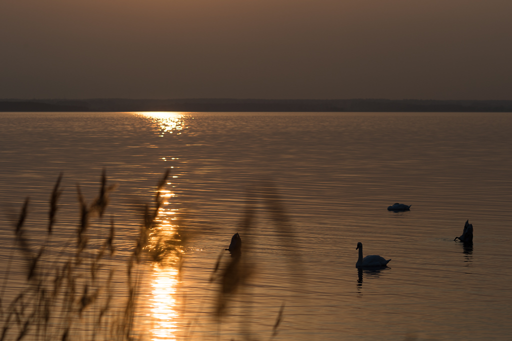 swans2