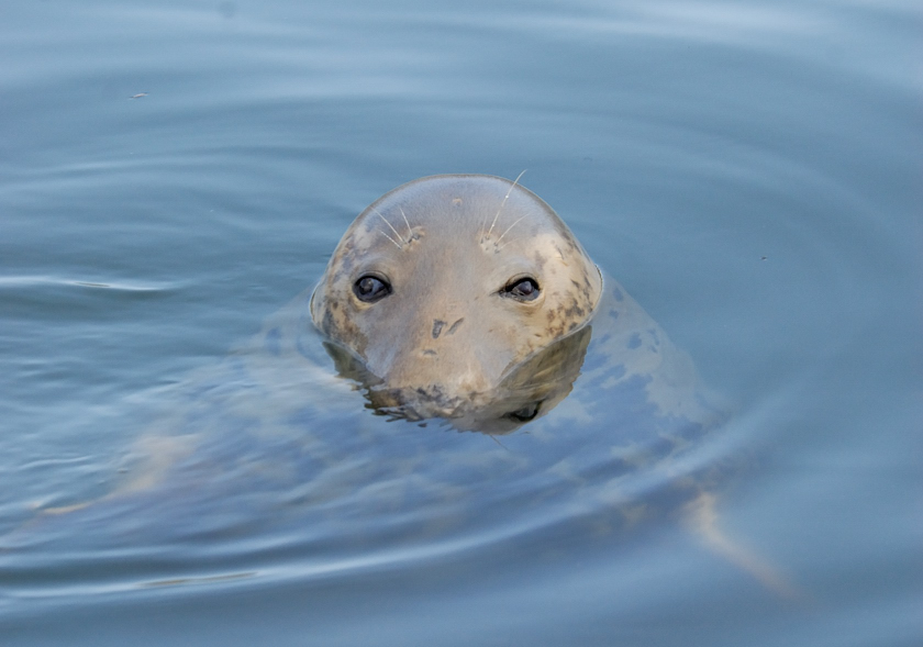 Sweet Seal