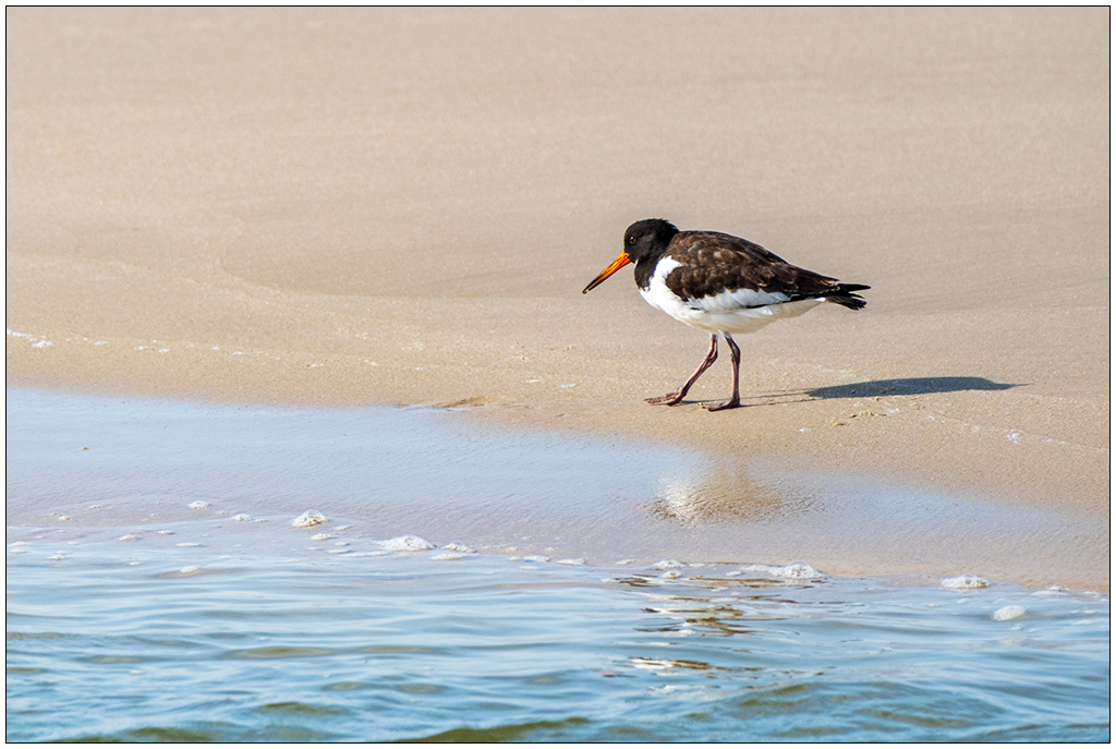Sylt – Austernfischer am Strand von Westerland