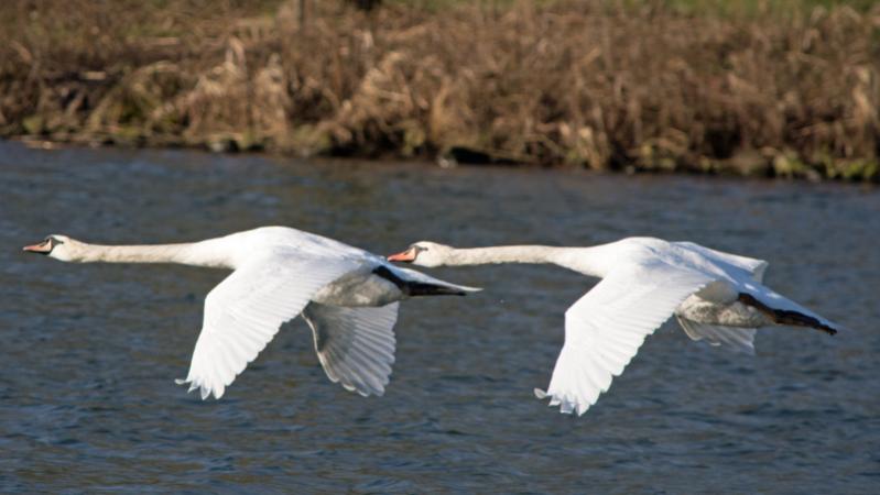 Synchronfliegen