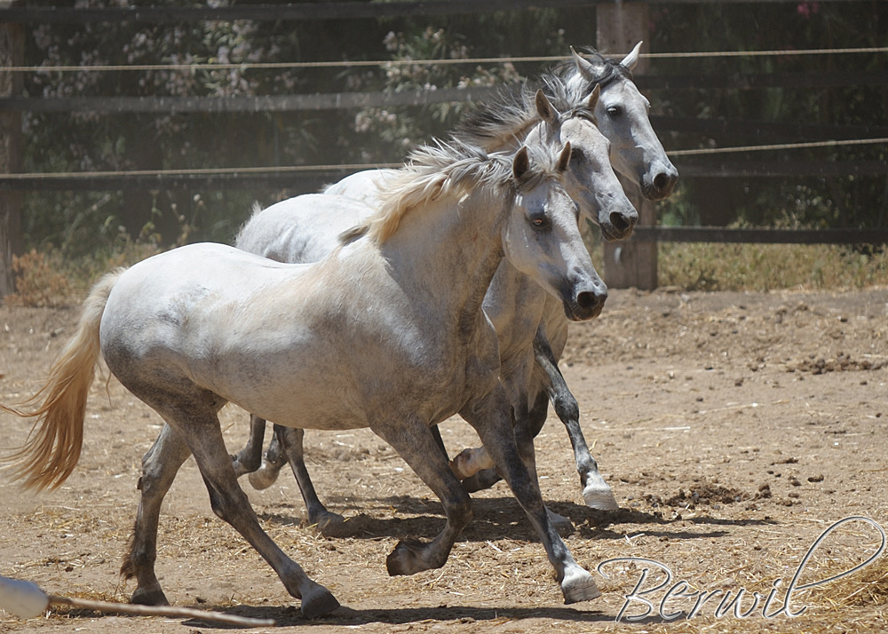 Synchronschimmel