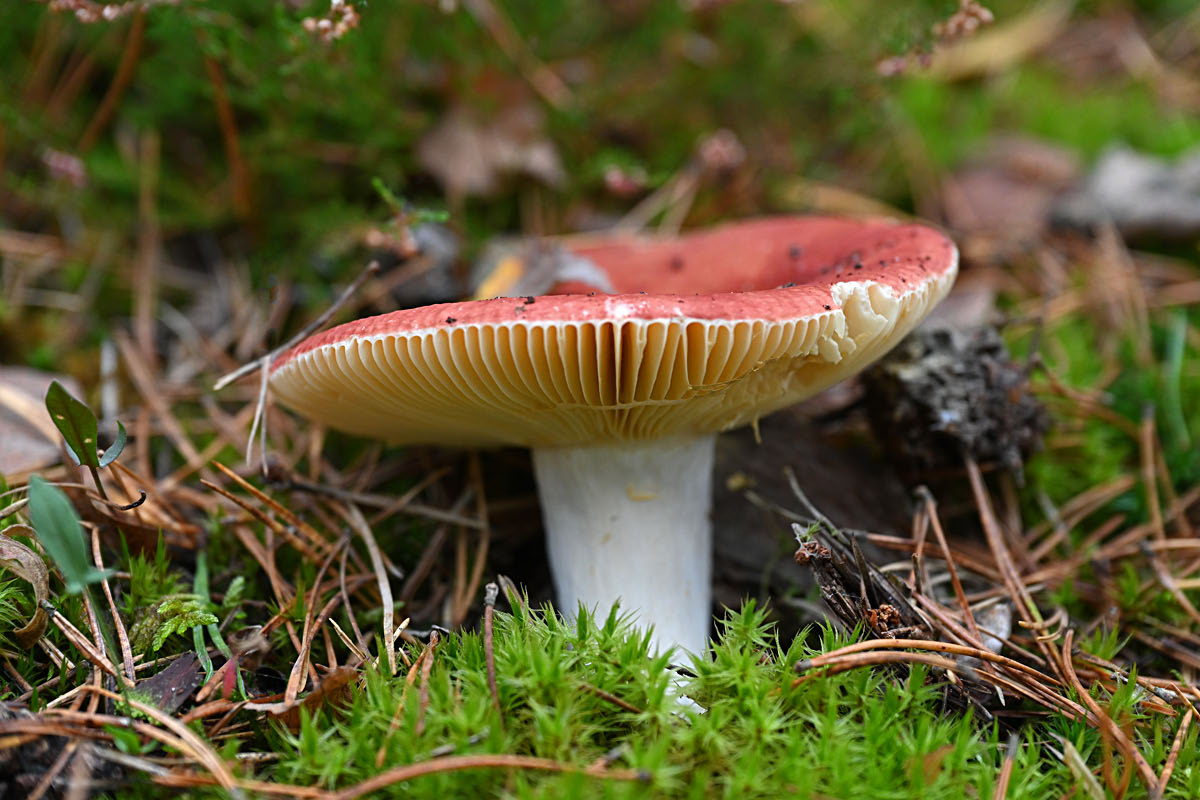 Täubling.jpg