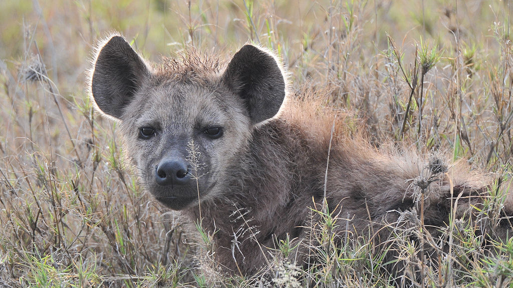Tüpfelhyäne
Serengeti, Seronera
5268