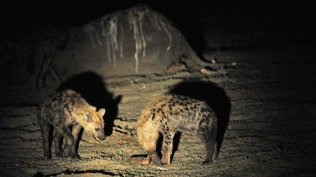 Tüpfelhyänen an Elefantenkadaver
Für die Jungtiere wurde die Rüsselspitze abgebissen.
So haben sie was zum Spielen und Knabbern.
South Luangwa
6468