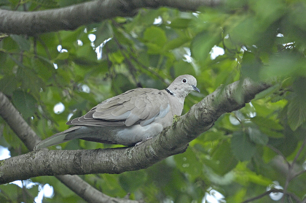 Türkentaube (Streptopelia decaocto) 
 Entfernung ca. 15m D2X9466sx