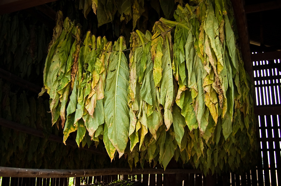 Tabak grün 4