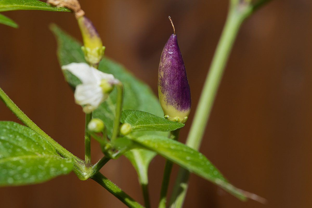 Tabasco 1 (1 von 1).JPG