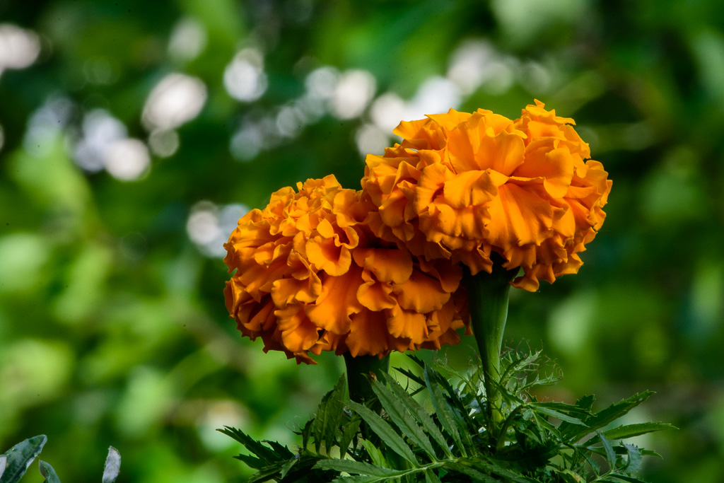 Tagetes