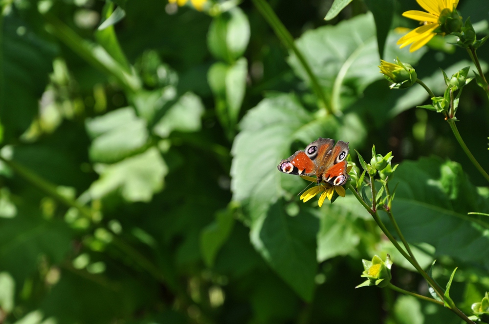 Tagpfauenauge (lat. Inachis io)