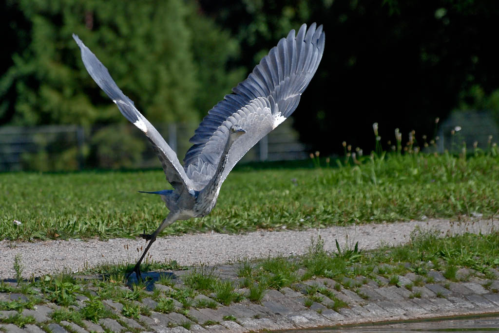 Take off

D80, Sigma 70-300mm @ 220mm, ISO 400, 1/2000s, f5.6 - Rosensteinpark Stuttgart, 27.08.2009
