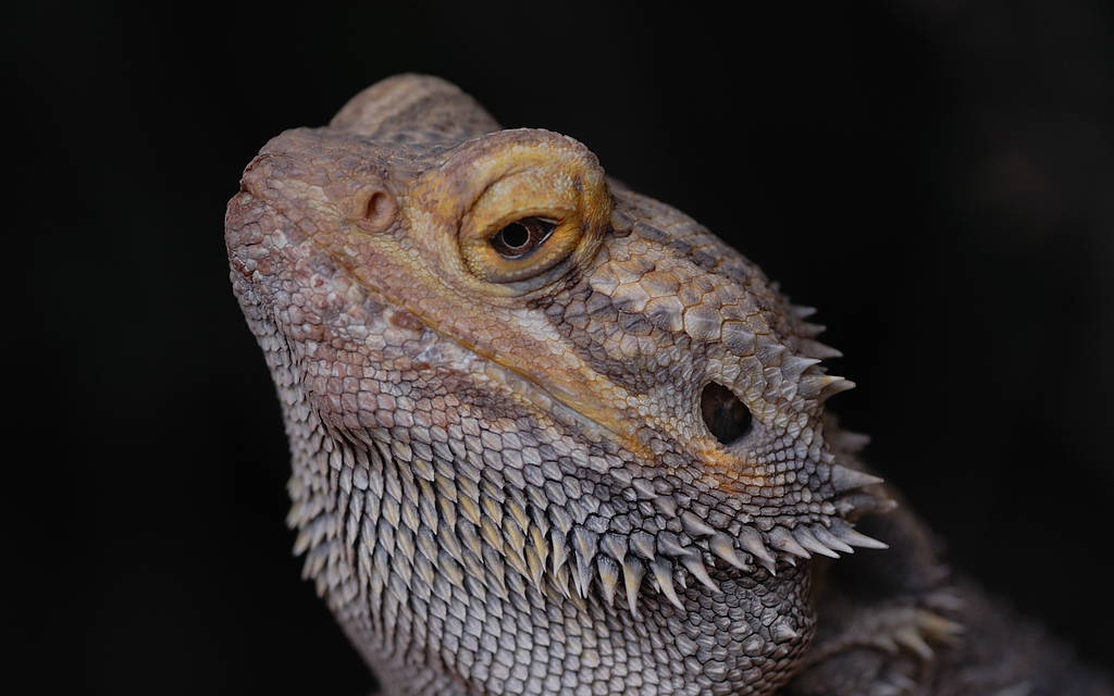 Tamron DSC 4645