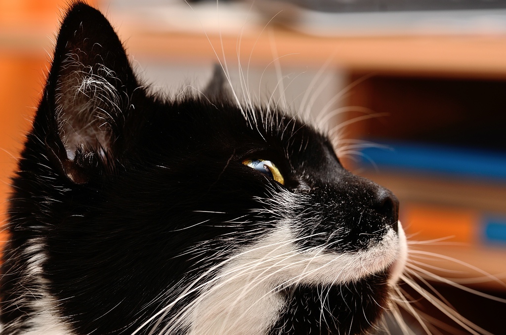 tamron DSC 5718