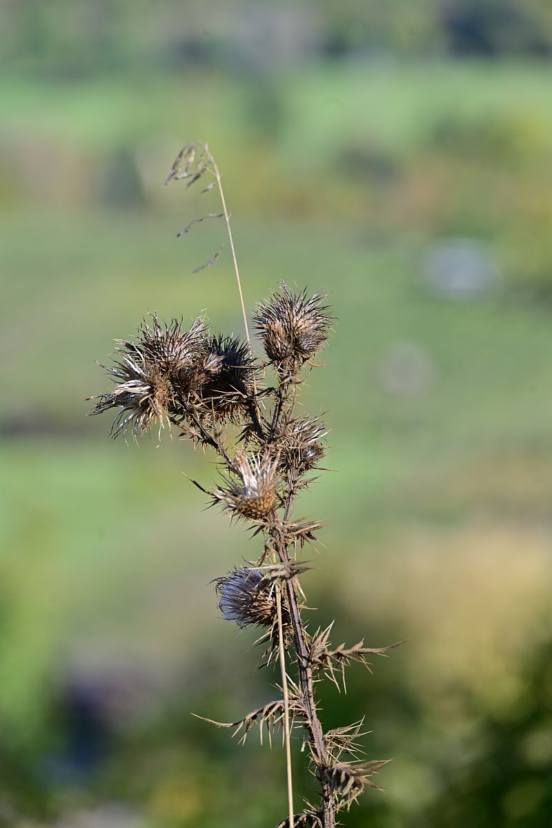 Tamron Z70-300_Distel.jpg