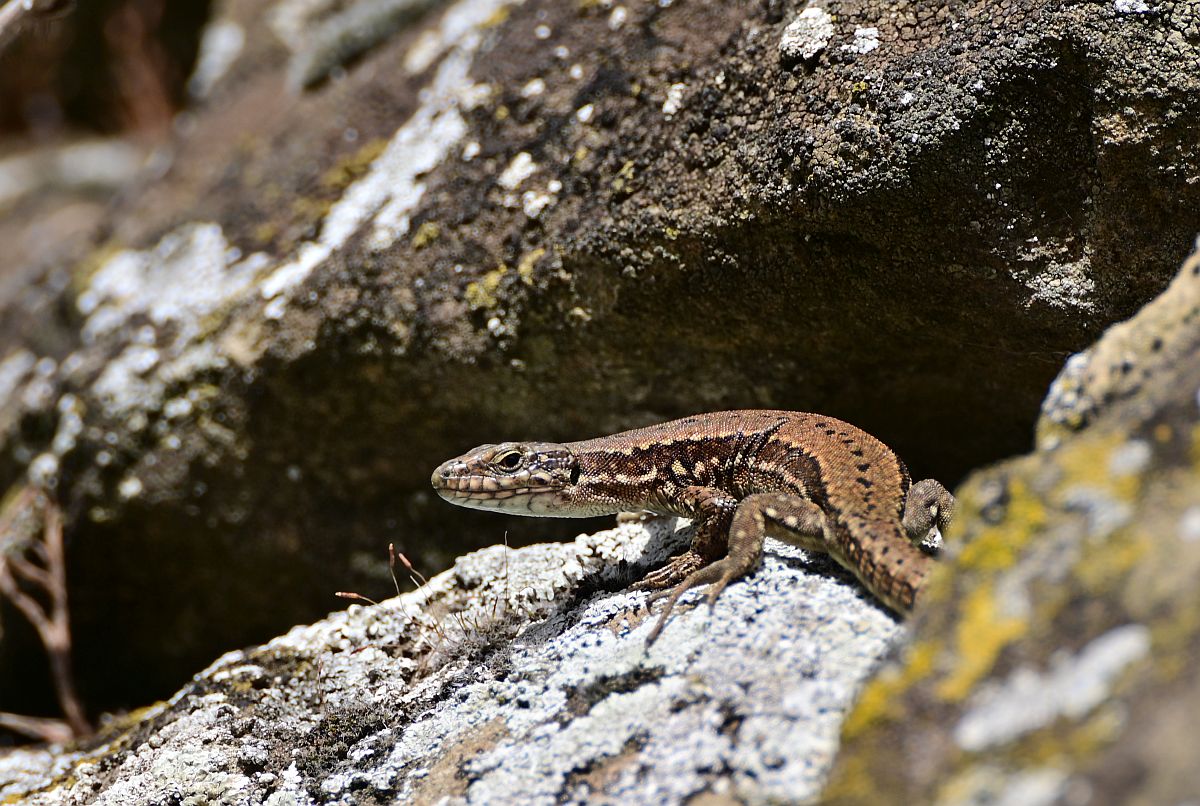 Tamron Z70-300_Eidechse.jpg