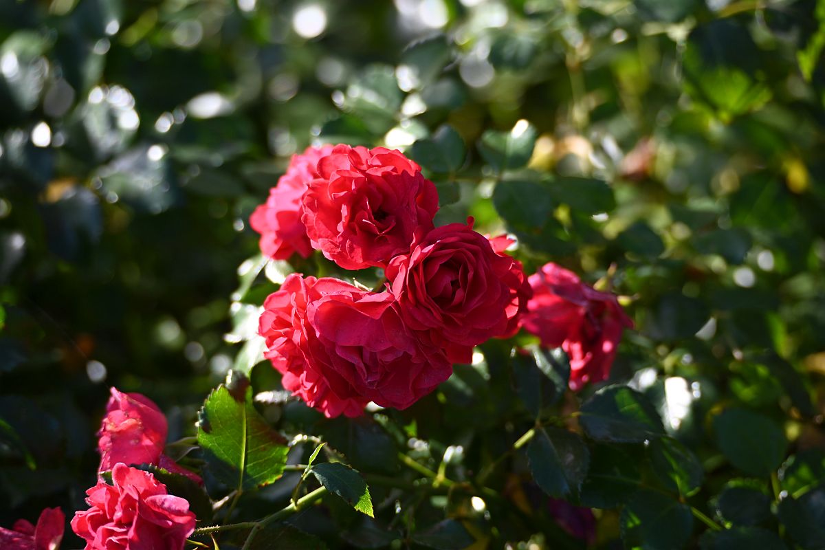 Tamron Z70-300_Rose.jpg