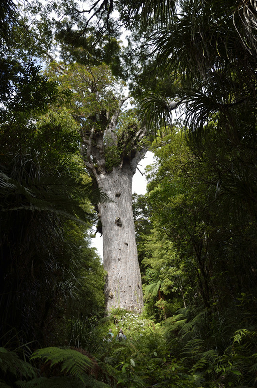 tane mahuta, nz

A Bam is ka Grasle..... - dieser schon gar nicht!