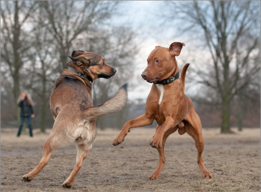 Tango