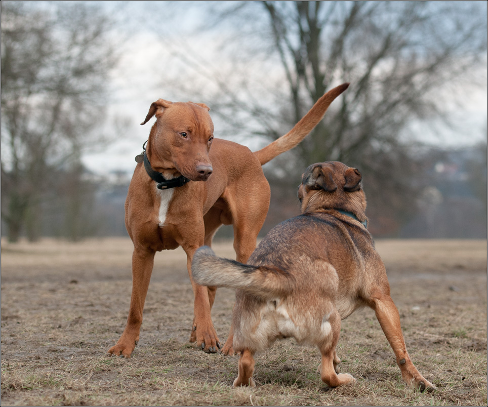Tango2