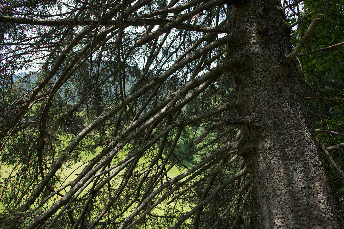 Tanne-Montafon2019.jpg